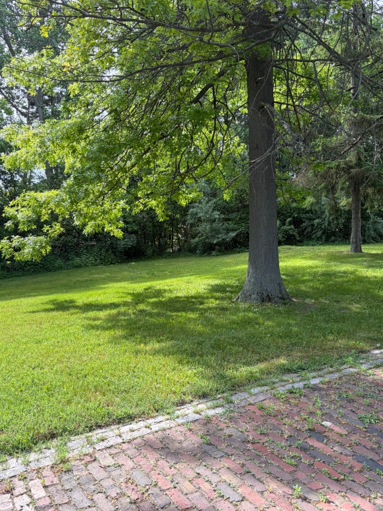 Cleen Greenz Lawn and Tree